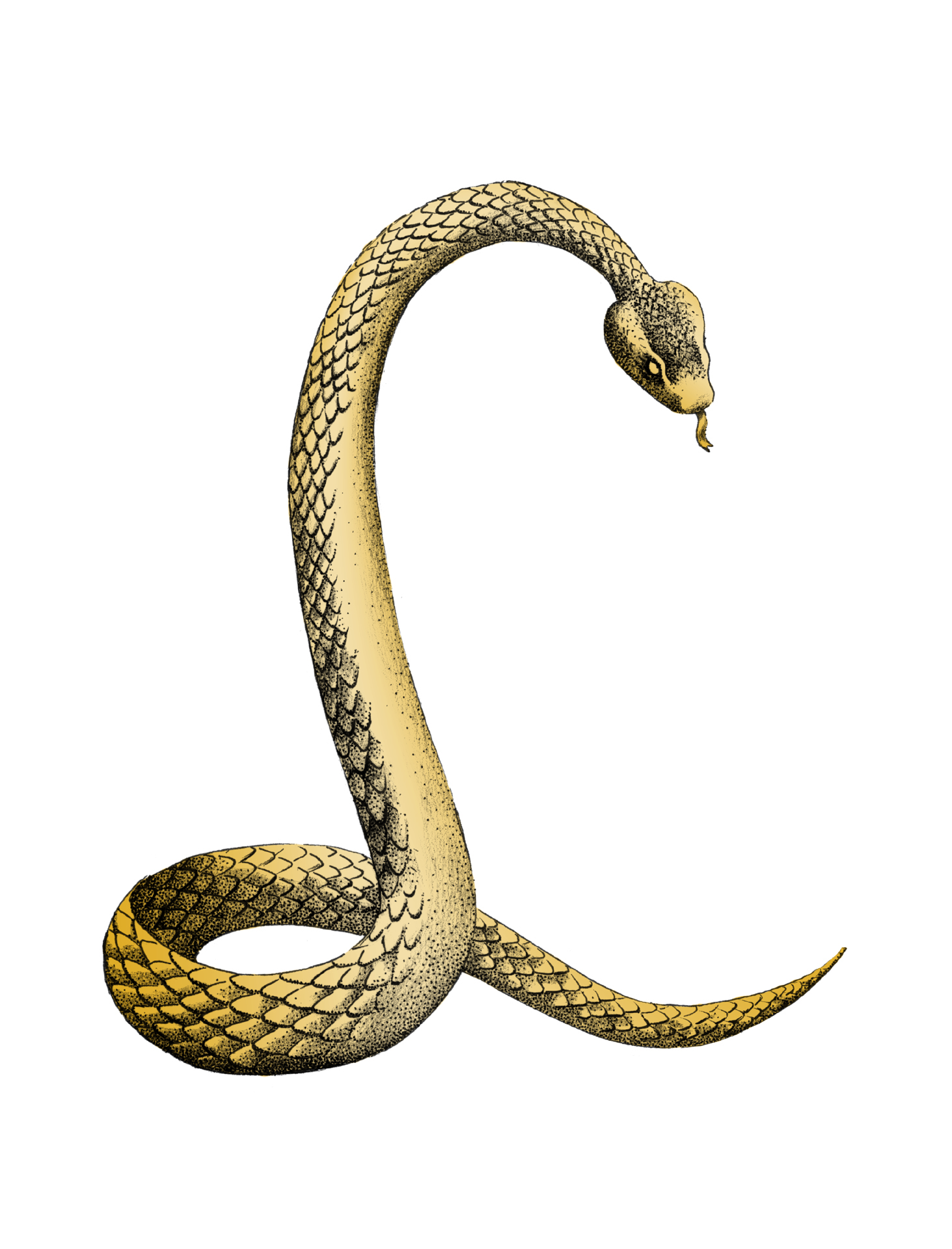 „Złoty wąż”, cienkopis, kredka, grafika cyfrowa