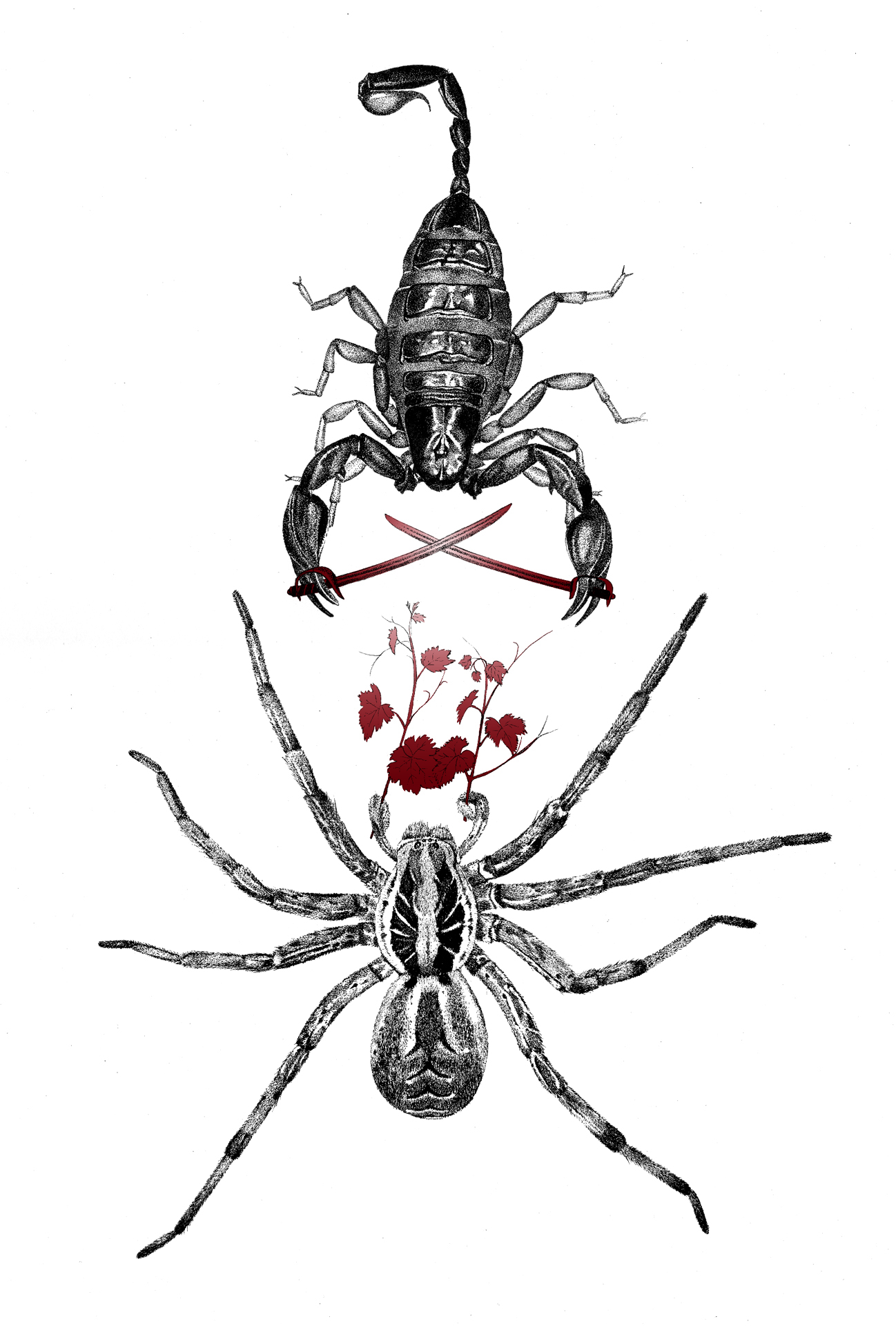 „Skorpion i tarantula”, cienkopis, kredka, grafika cyfrowa